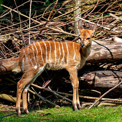 Baby Nyala Antelope - Tragelaphus angasii. Wild life animal.