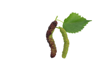 mulberry fruit on PNG White.