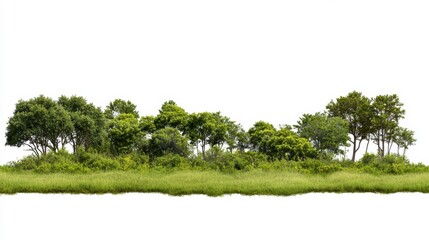 savannah landscape panorama. cut out.