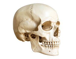 Obraz premium Human skull with jaw and teeth isolated on a white background, a common subject in medicine and anatomy