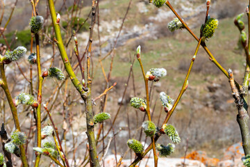 Young willow twigs display fluffy catkins on blurred mountain, signaling the arrival of spring....