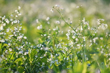 Öl-Rettich,  Raphanus sativus var. Oleiformis, in einer  Zwischenfruchtmischung