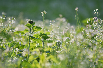 Öl-Rettich,  Raphanus sativus var. Oleiformis, in einer  Zwischenfruchtmischung mit Sonnenblumen