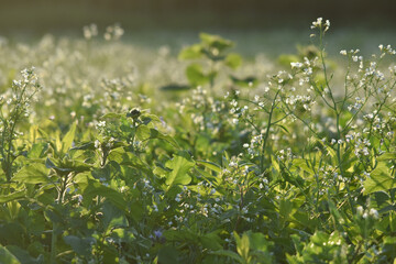 Öl-Rettich,  Raphanus sativus var. Oleiformis, in einer  Zwischenfruchtmischung mit Sonnenblumen