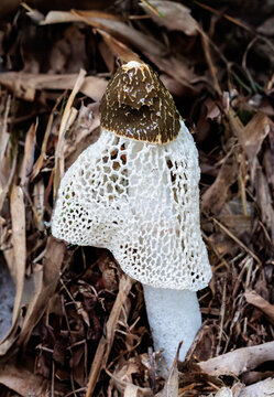Long net stinkhorn that appear after rain in a bamboo grove in early summer.