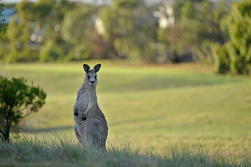 Kangaroos on a golf course