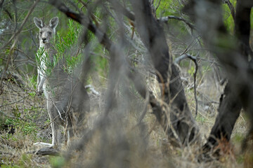 Kangaroos on a golf course