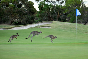 Kangaroos on a golf course