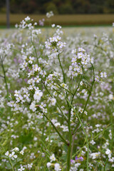 Öl-Rettich,  Raphanus sativus var. Oleiformis, in einer  Zwischenfruchtmischung
