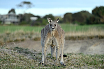 Kangaroos on a golf course