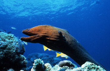 Large fish underwater