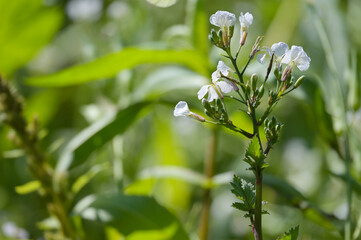 Öl-Rettich,  Raphanus sativus var. Oleiformis, in einer  Zwischenfruchtmischung
