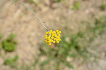 Italian everlasting yellow flowers - Latin name - Helichrysum italicum