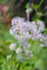 Columbine meadow-rue flower - Latin name - Thalictrum aquilegiifolium