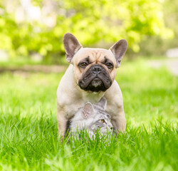 French bulldog hugs Maine coon cat on green summer grass and looking at camera