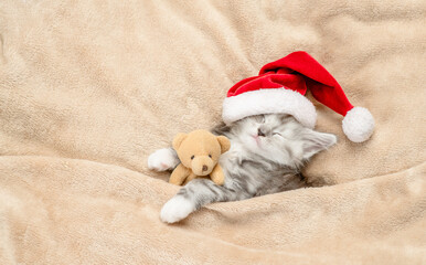 Cozy tiny maine coon kitten wearing red santa's hat sleeps with toy bear under warm blanket on a...