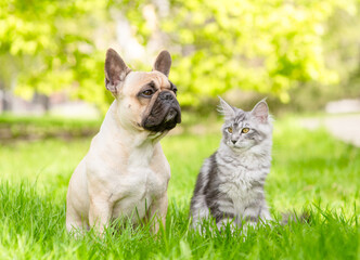 Cute French Bulldog puppy and adult Maine coon cat sit together on green summer grass together at sunny park