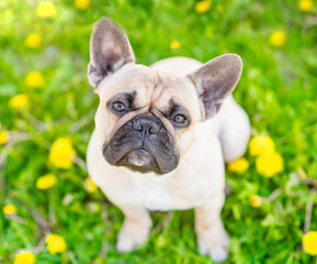 Fototapeta premium Cute French bulldog puppy sitting on green summer grass with dandelions at sunny park and looking up at camera. Top down view