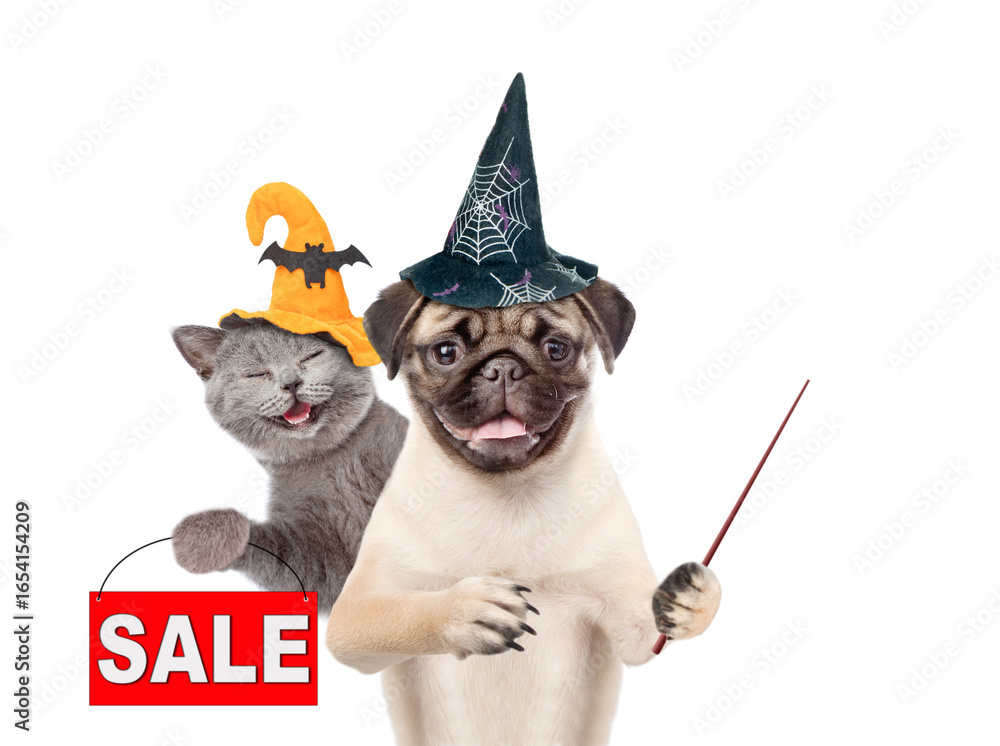 Poster smiling cat and pug puppy wearing hats for halloween looks at camera. dog points away on empty space