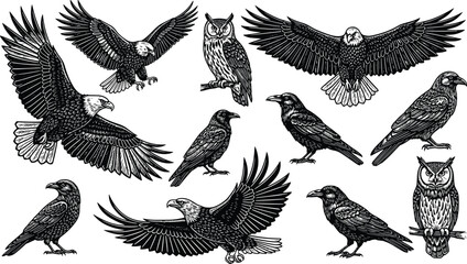 Eagles owls and ravens detailed vector illustration set with flying perched standing poses for wildlife nature bird art design projects
