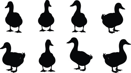 Duck silhouettes vector set with flying, swimming, standing waterfowl, black wildlife bird collection for nature, design, logo, clipart and illustration