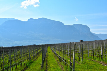 Weinanbau, Südtirol