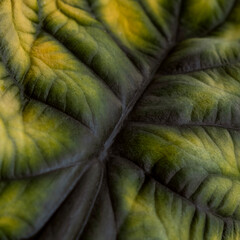 Detail of yellowed leaf of decorative houseplant alocasia. Abstract background. Square. Selective...
