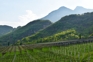 Fototapeta premium Weinanbau, Südtirol