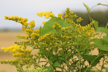 Close Up of Canadian Goldenrod Flower