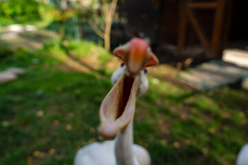 Cool view on white pelican walking under the sun
