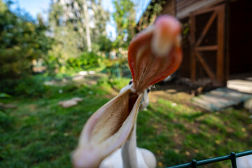 Cool view on white pelican walking under the sun