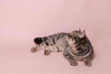 Funny gray cat isolated at pink background