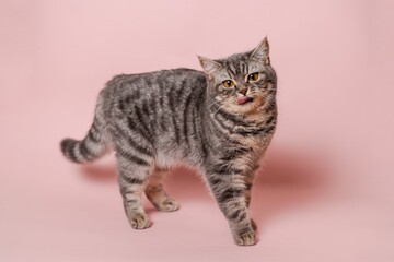Close up on domestic funny cat against pink background