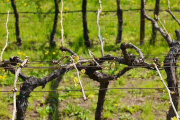 Weinanbau, Südtirol