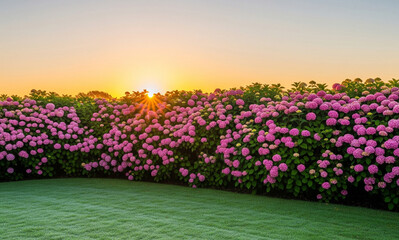 Fototapeta premium field of flowers and blue sky