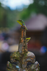 A vibrant green lizard perched on a weathered, mossy metal ornament with a blurred natural background