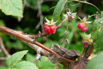 Raspberries. Ripe wild raspberries in the forest. Small neat red berries on a background of forest...