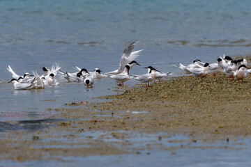 夏に沖縄や奄美の海岸やビーチで見られる白い優雅な美しい野鳥、ベニアジサシ
