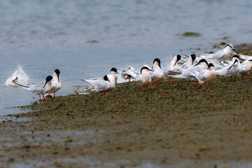 夏に沖縄や奄美の海岸やビーチで見られる白い優雅な美しい野鳥、ベニアジサシ