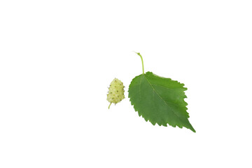 mulberry fruit on PNG White.
