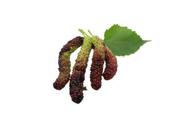 mulberry fruit on PNG White.