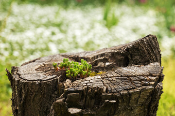 Tree stump in the forest