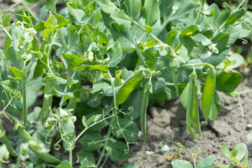 Green peas grow in the garden. Beautiful close up of green fresh peas and pea pods. Healthy food
