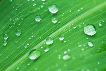 Macro image of water droplets on green leaves, close-up of rainy season drops rainwater on the grass