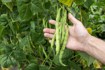 Cowpea Vigna unguiculata in the hand in the garden