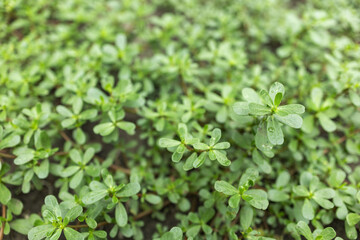 Purslane Portulaca oleracea growing in the ground