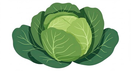 Obraz premium Fresh Green Cabbage Vegetable Isolated on White Background