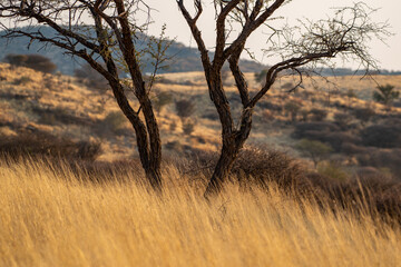 Paysage aride en Namibie