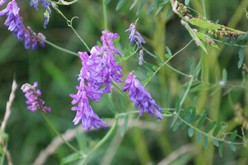 Close Up of Mixed Pea Blossoms