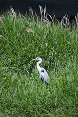 A view of a great blue heron standing on the ground.  Japan
